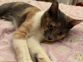 American Shorthair – Bambi – Irvine