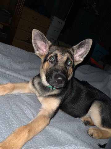 German Shepherd – German Shepherd 3 months