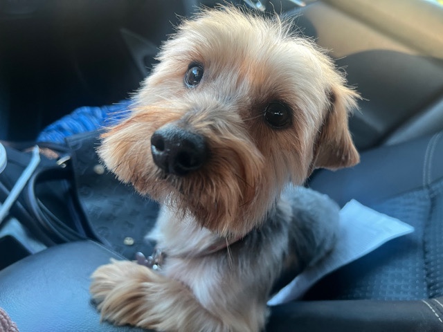 Yorkshire Terrier – yorkies