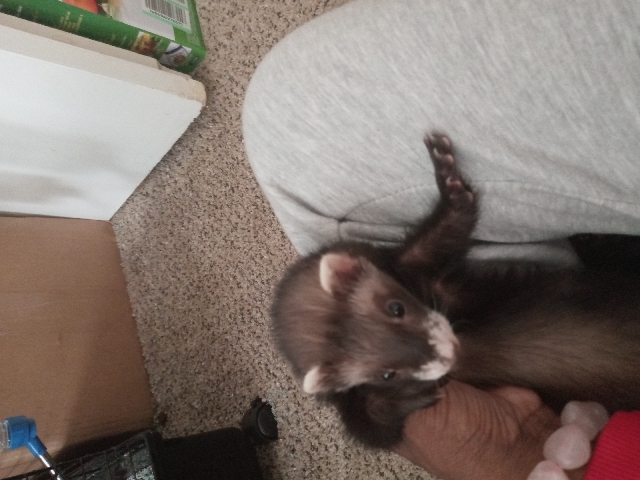 ferret – Loving N Playful Ferret