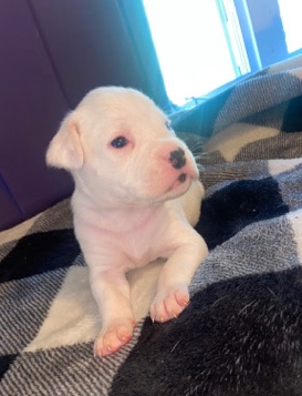 Boxer – 6 Week Old Bella