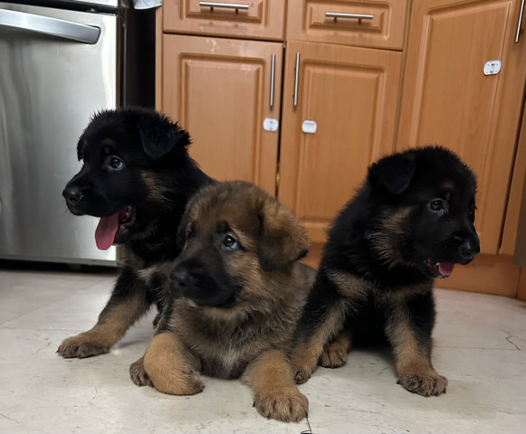 German Shepherd – German Shepherd