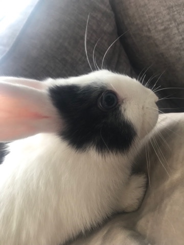 Mini Lop – almost 4 month old female bunny