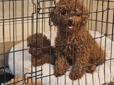 Poodle - toy poodle  available for adoption in Dubai