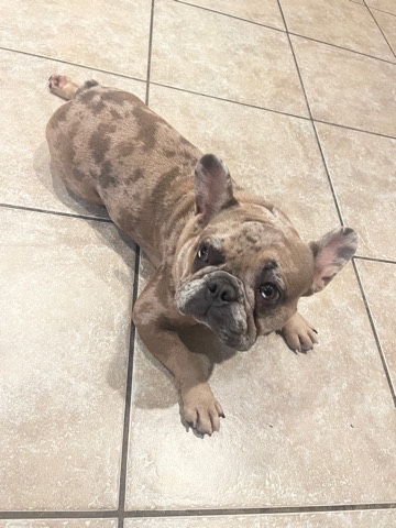 French Bulldog – Frenchie
