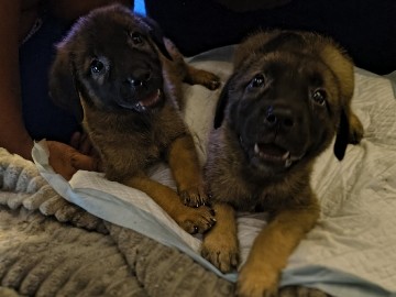 Mixed Breed - German Shepherd Mastiff Mix Puppies  available for adoption in Dallas