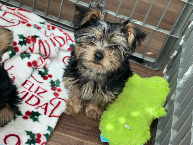 Yorkshire Terrier – male yorkie