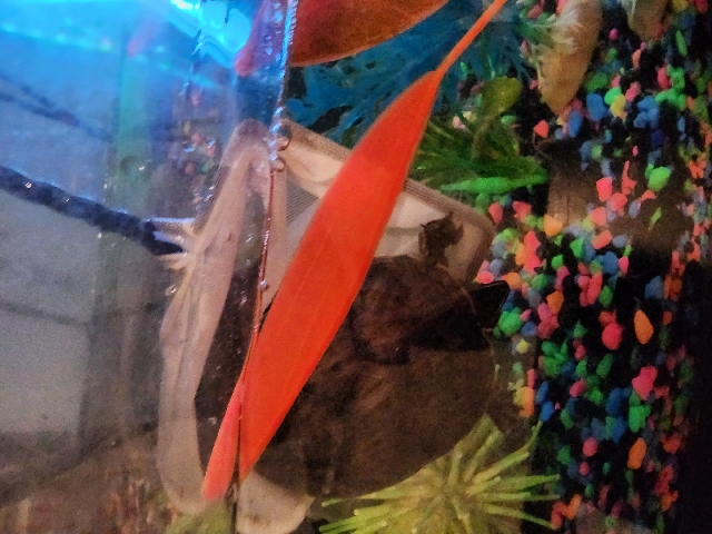 Musk Turtle