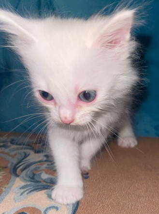 cute kitten