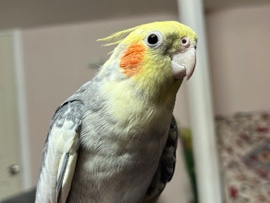1 Cockatiel + Cage 