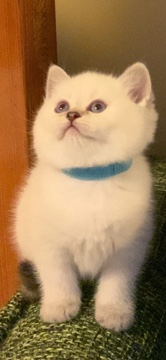 British Shorthair – British kitten