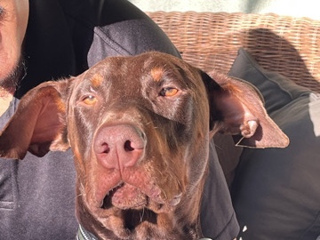 find help coco find a new home 