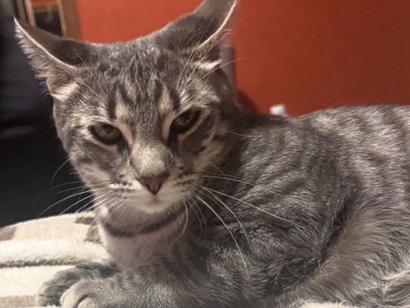American Shorthair – (Dulce)Calm American Shorthair Cat – Family-Friendly Indoor Pet in Seagraves – Seagraves