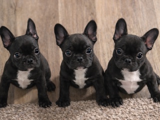 French Bulldog – FRENCH BULLDOG PUPPIES – East Hartford
