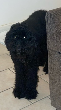 Poodle – Need to sell by december 1st‼️