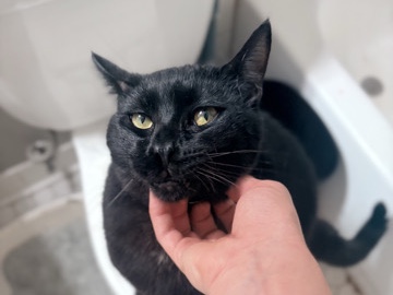 ‼️ Loving Young Male Cat Needs a New Home ASAP ‼️