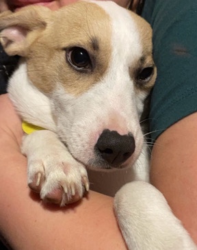 Jack Russell Terrier – Dexter