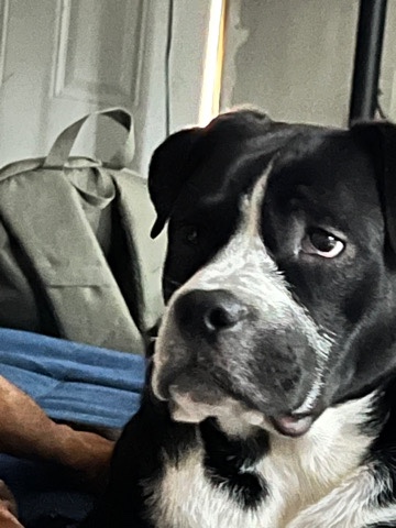 American Pit Bull Terrier – Rehome pitbull