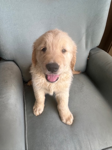 Golden Retriever – Pure Bred Golden Retrievers