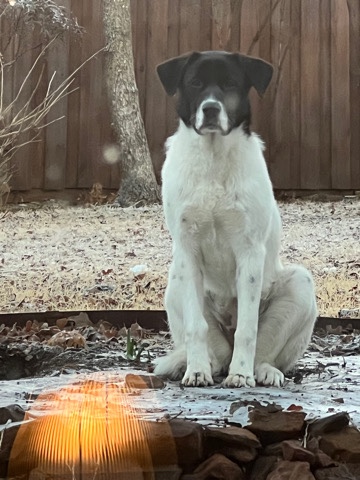 Australian Shepherd – Beautiful Australian Shepherd Great Pyrenees