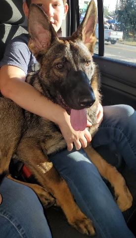 German Shepherd – Dog named Red