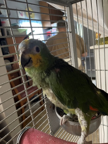 Amazon Parrot – Orange Wing Amazon Parot