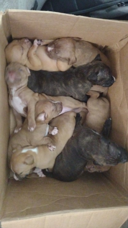 American Pit Bull Terrier – pitbull puppies