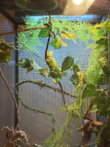Veiled Chameleon