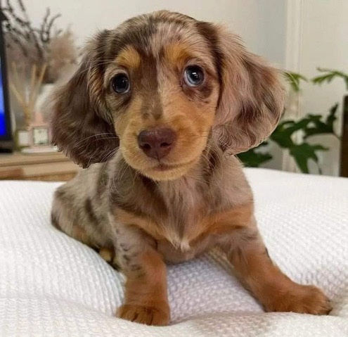 Dachshund – I have dachshund puppies for salePm for more info