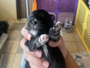 Maltese – Maltipoo Puppies Maltese/Toy poodle