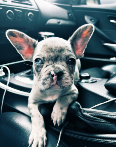 French Bulldog – Boy frenchie
