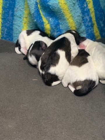 Miniature Schnauzer – puppies for sale