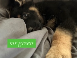 German Shepherd – READY TO GO… – Westville