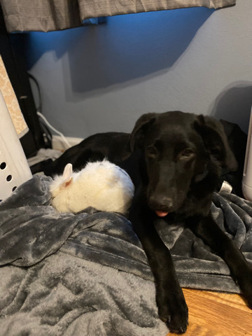 Poodle – poodle/German shepherd