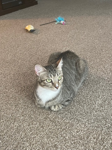 Tabby Cat looking for new home
