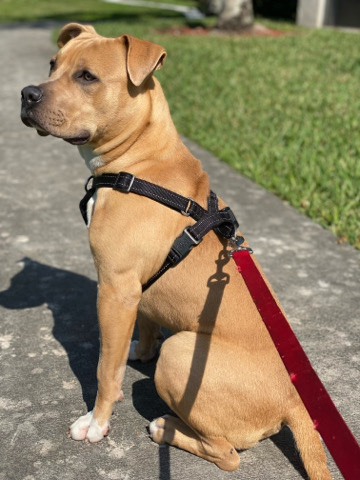 American Pit Bull Terrier – beautiful pit