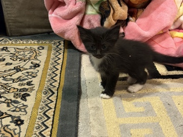 American Shorthair – kittens for adoption – Rochester