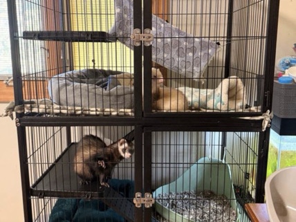 Standard Ferret – Two Ferrets – Germantown