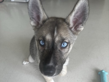 Mixed Breed – Mia ~ German Sheppard & husky – New York