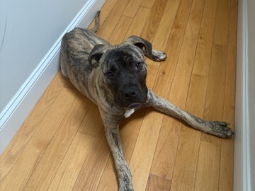 Perro de Presa Canario – Tobi the Presa/boerboel mix – Baltimore