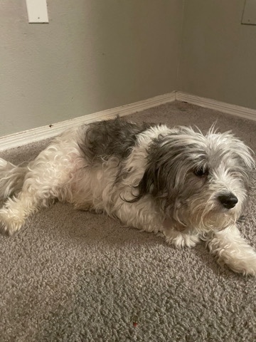 shih tzu maltese please pick her up she’s lonely