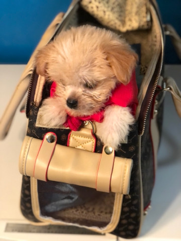 Shih Tzu – Shipoo puppy