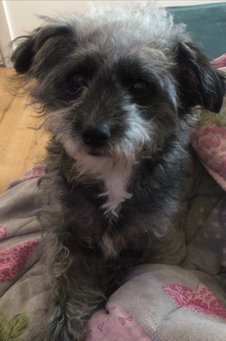 Havanese – cute Dog ,play and very smart