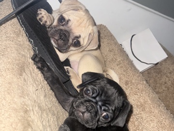 Pug – Pug Puppies – South Hadley