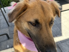 Belgian Shepherd Dog (Malinois) – Belgian Malinois/ Golden Retriever – San Diego