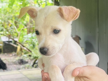 Indian Spitz – free adoption puppies – Kizhakkummuri
