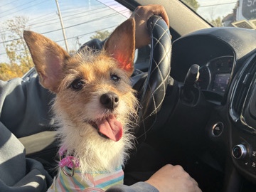 Australian Terrier – Australian terrier – Buffalo