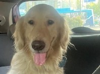 Golden Retriever – GOLDEN RETRIEVER – Bengaluru
