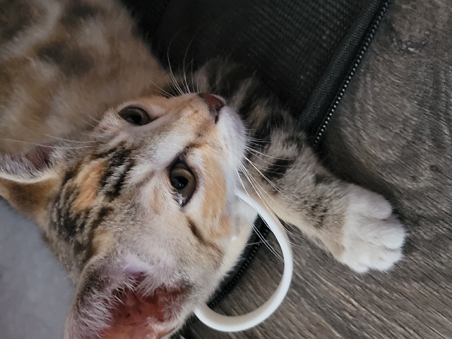 American Shorthair – sell cat