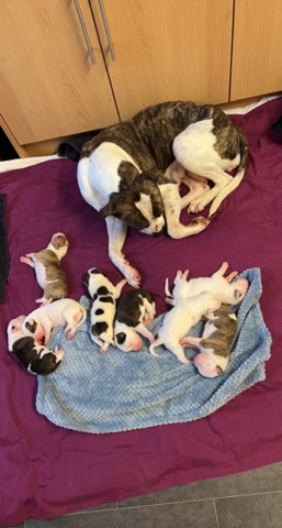 American Bulldog – stunning puppies looking for forever home !